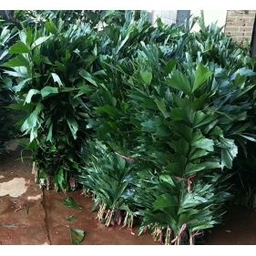 昆明鼠尾草 鱼尾叶