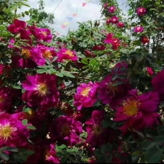 永登县 2019年新产玫瑰花蕾