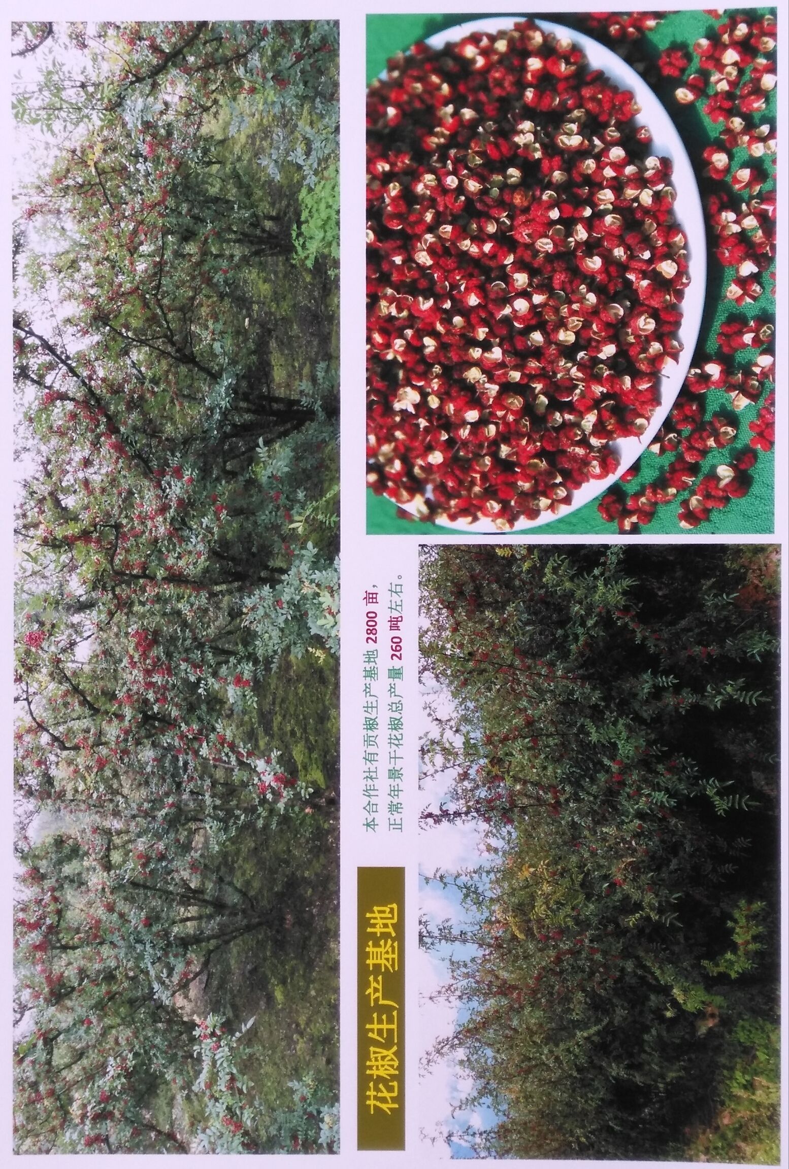 红花椒  2024年新产“汉源贡椒”:麻悠悠的,真的香。