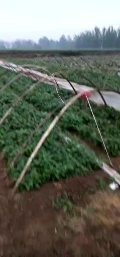 高平市龙薯9号红薯苗 冷棚脱毒龙九。黄皮黄心。成活率高，口感好。