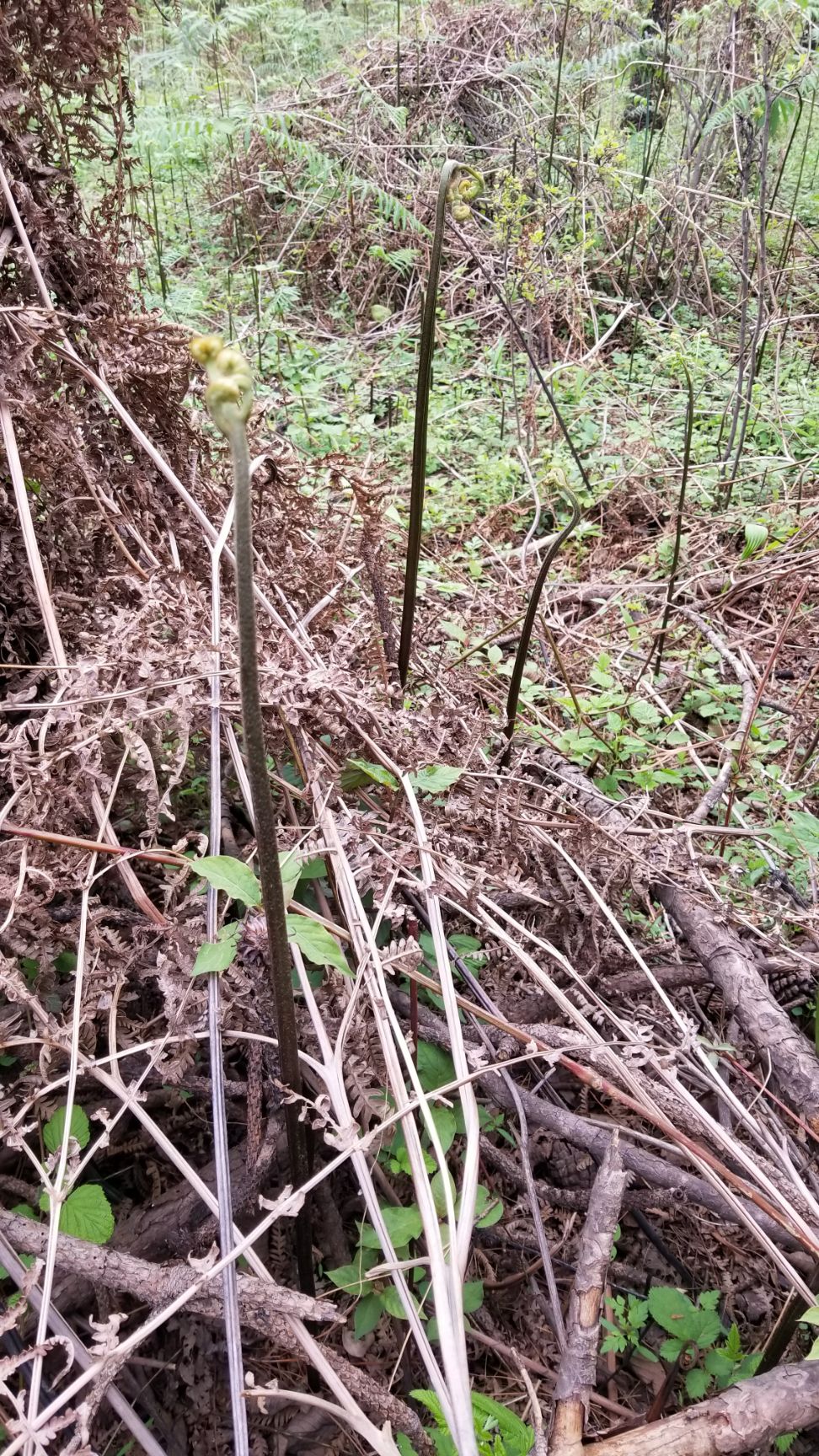  野生新鲜蕨菜  野蕨菜