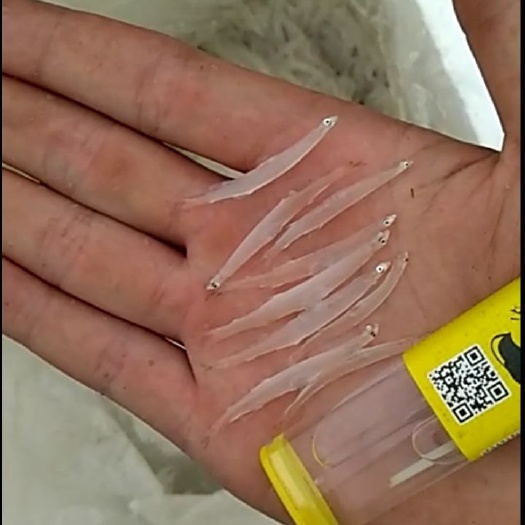 长阳县间银鱼 3_5的标准现在是