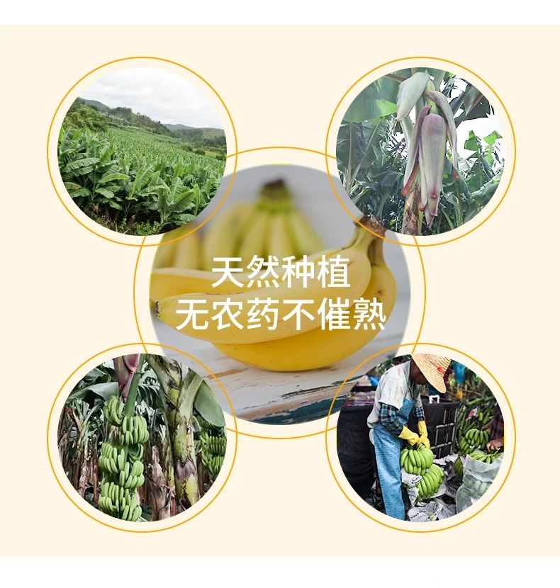  广西威廉斯香蕉9斤包邮新鲜水果香蕉非小米蕉皇帝蕉粉蕉香甜可口