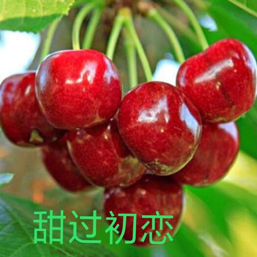 平邑县玛瑙红樱桃树苗 