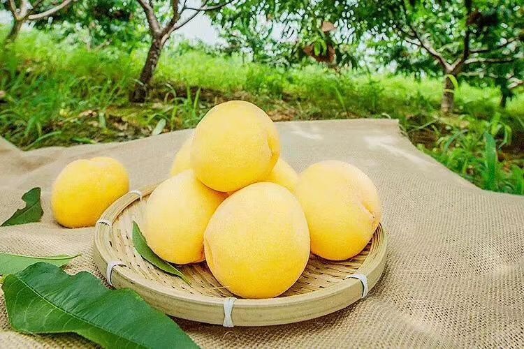 炎陵县炎陵黄桃 陶醉天下