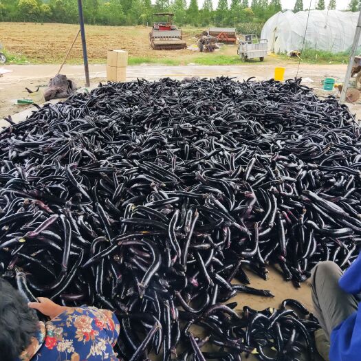泗洪县紫龙三号 长茄