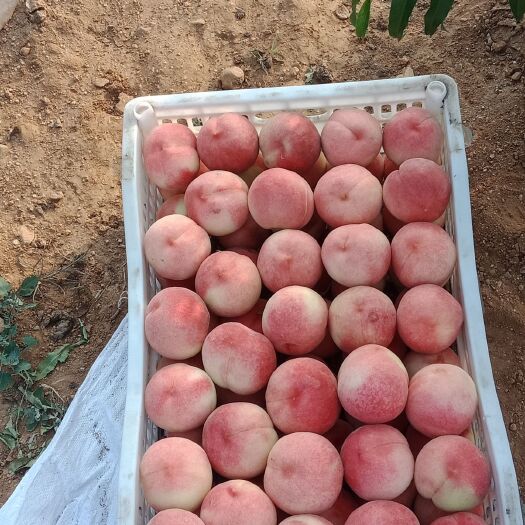 蒙阴县黄桃83 55mm以上 3 - 4两