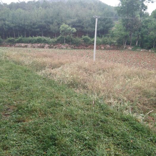 威宁县山地 土地出租出售，欢迎各位老板来考察。