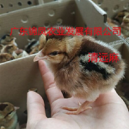 高州市清远2号麻鸡苗 清远麻
