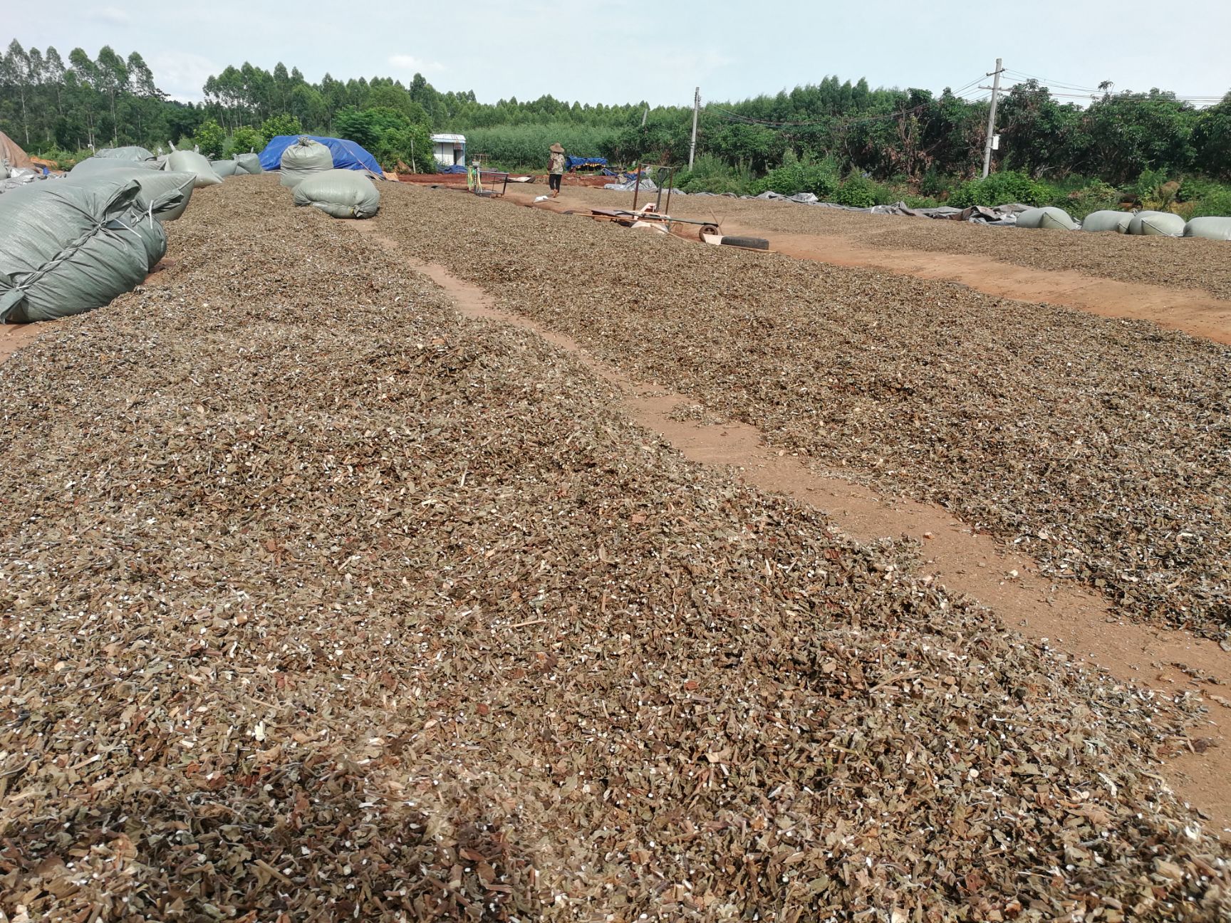  广藿香，种植地源头出售，货优价靓