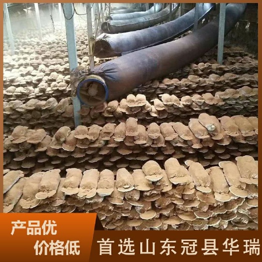 冠县自产自销的人工种植灵芝，药用灵芝，赤灵芝，黑灵芝紫灵芝
