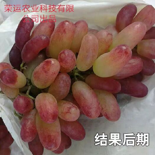 曲靖美国红提 有需要红提，美人提联系我