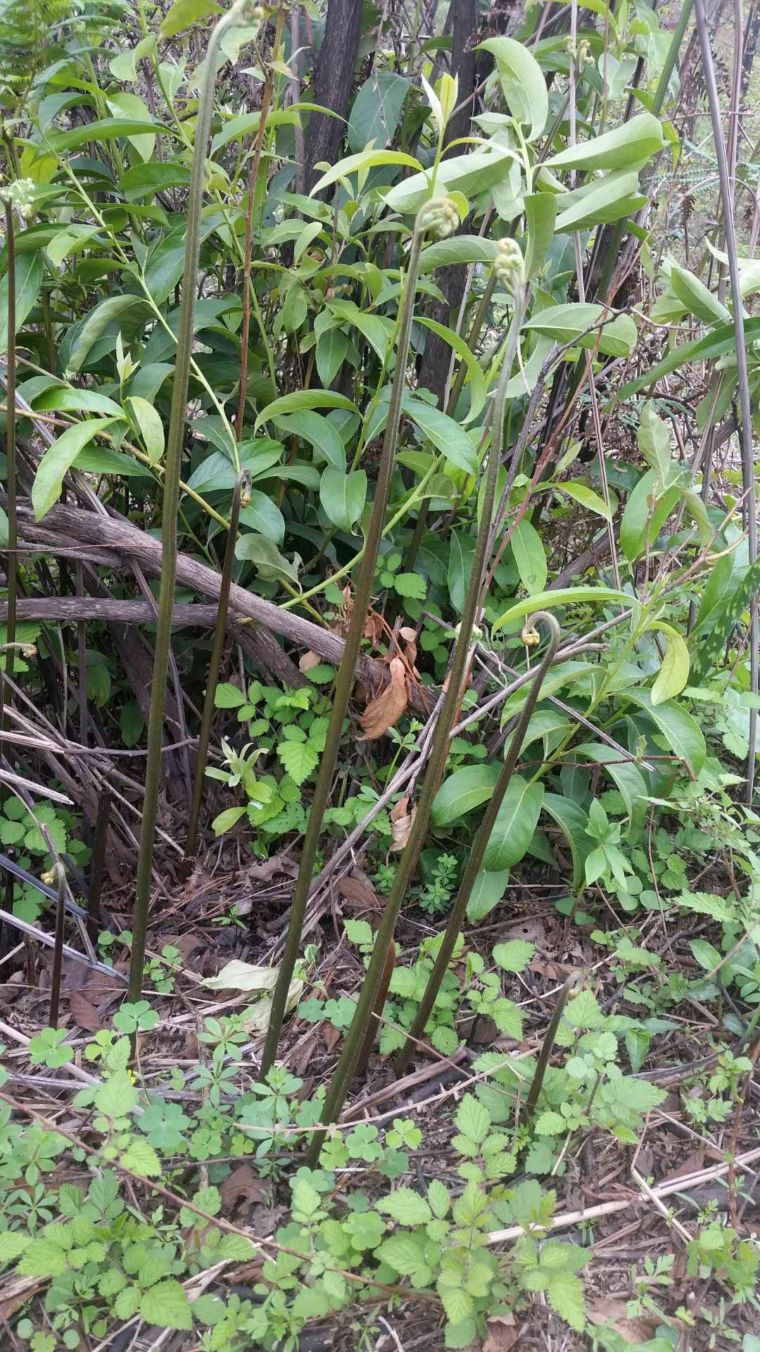  野生新鲜蕨菜  野蕨菜