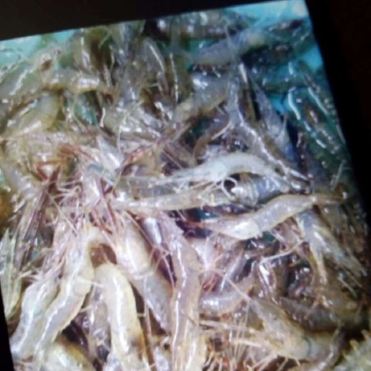 湖州 河虾苗