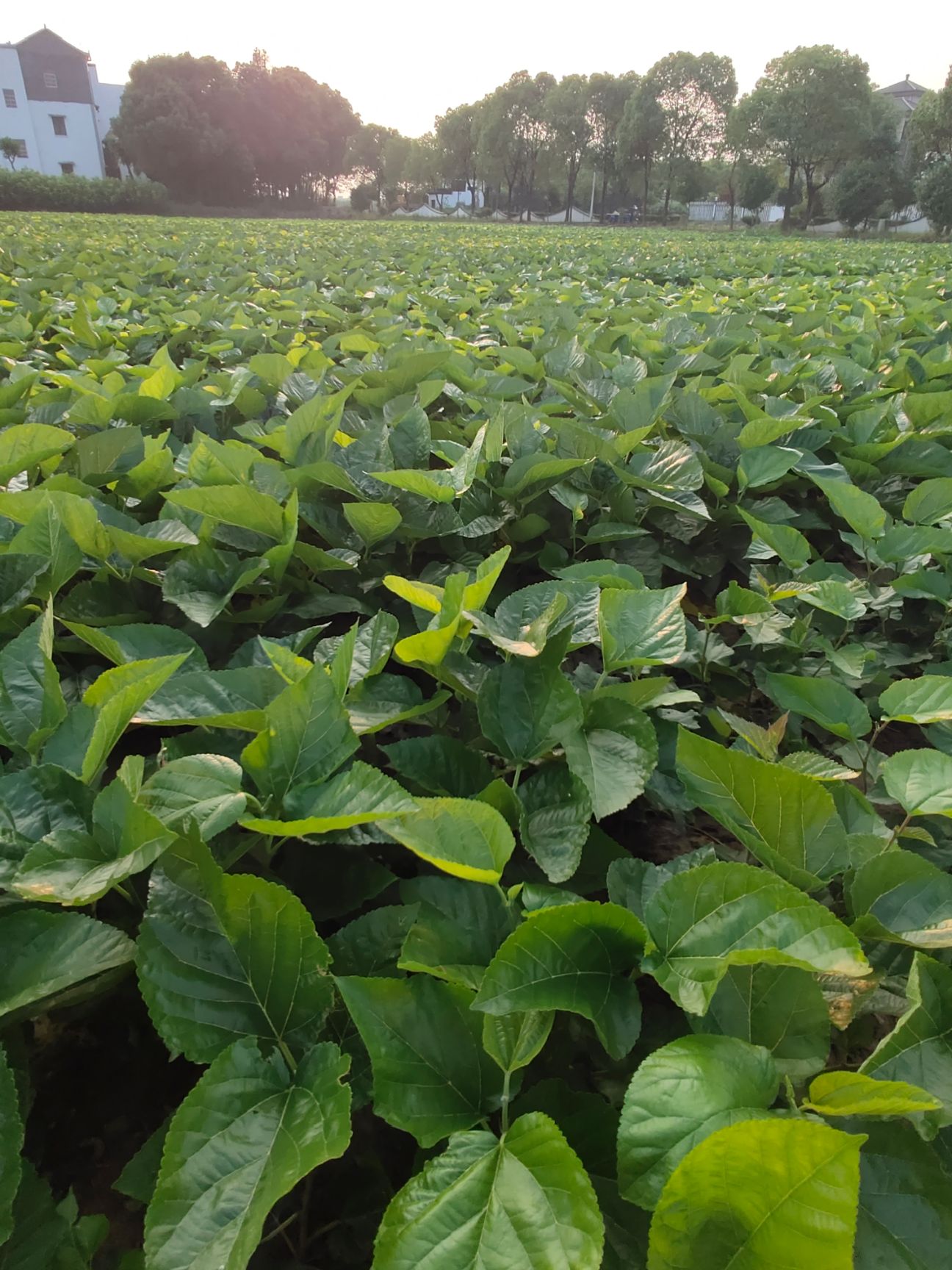 无籽大十果桑苗  嫁接苗大黑果味甜(现有今年新苗现挖发