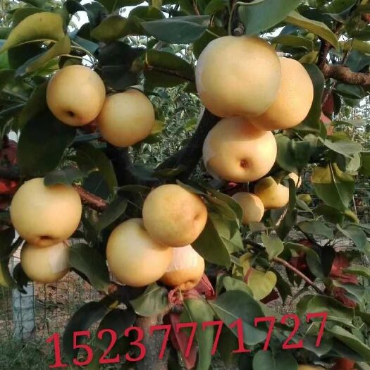 方城县 黄金梨不靠造势，不靠炒作，就靠它的品质！靠它的口碑！靠它实实