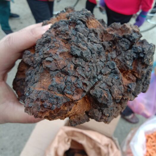 满洲里市俄罗斯桦树茸 整块 散装