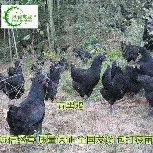南宁 绿壳蛋鸡苗