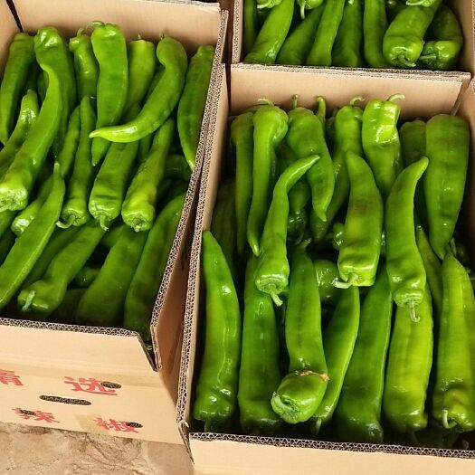 定边县牛角椒 20cm以上 特辣 靑色
