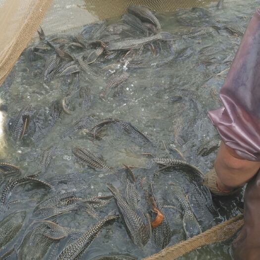 中山市 长期供应各种规格清道夫鱼