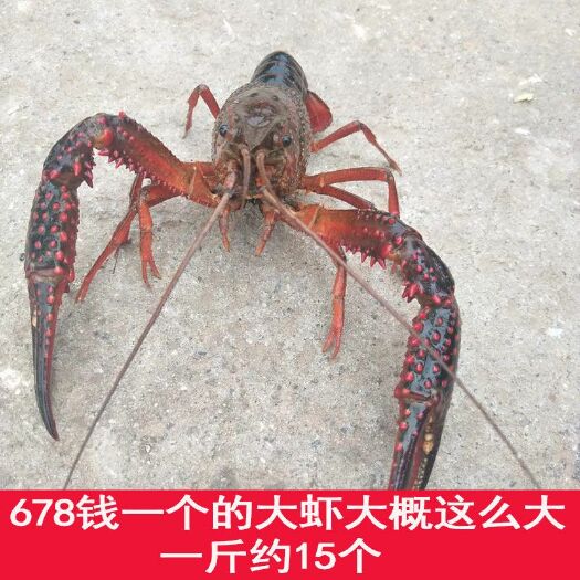 长丰县清水小龙虾 5-7钱 稻田虾