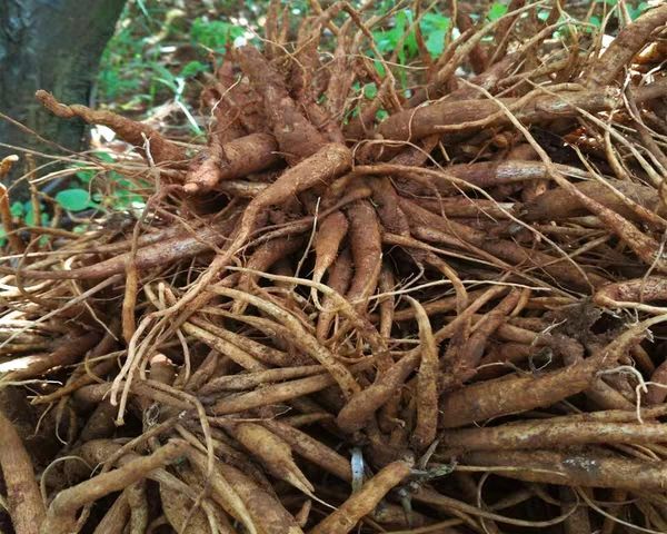 思茅大蓟 过吨优质大薊待售