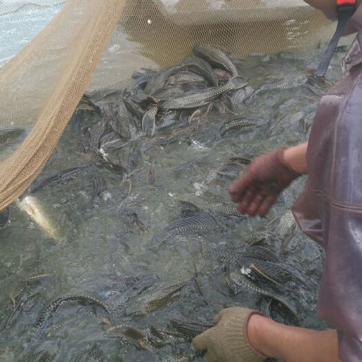 中山市 长期供应优质清道夫鱼