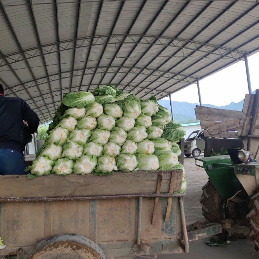 太白县白菜  太白无公害绿色蔬菜