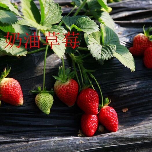 泰安 甜宝草莓苗基地直供，大棚种植专用苗