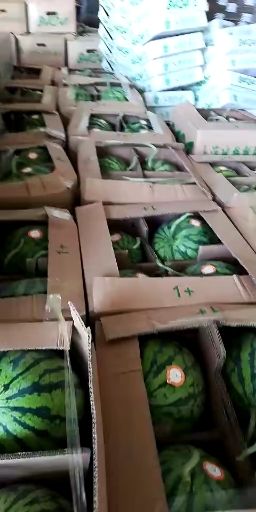 美都西瓜  西双版纳美都8424，麒麟瓜大量供货包质包量