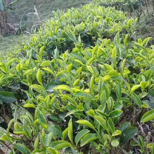 广南县 绿茶  绿茶色泽深绿油润、香气清高  茶农直销