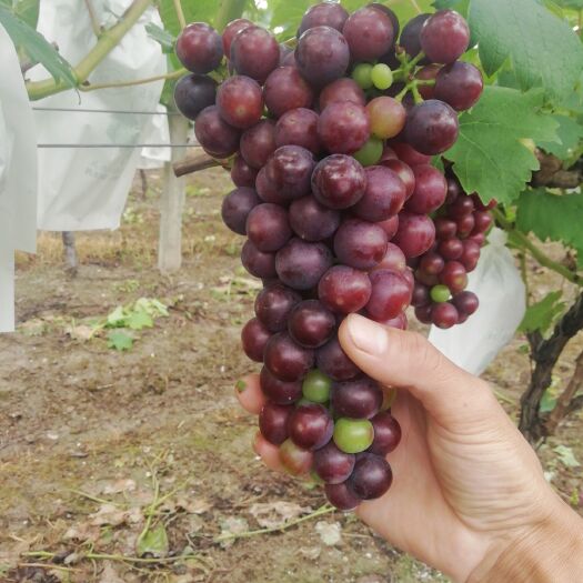 南通夏黑葡萄 1.5- 2斤 5%以下 1次果