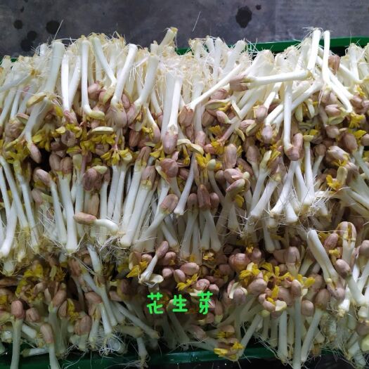 马边县 花生芽  有机芽苗菜！绿色种植，色香味俱全！日产100斤以