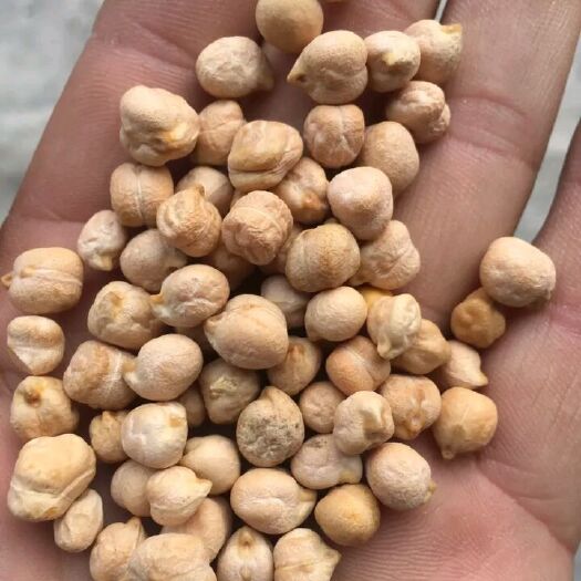 额敏县新疆 鹰嘴豆