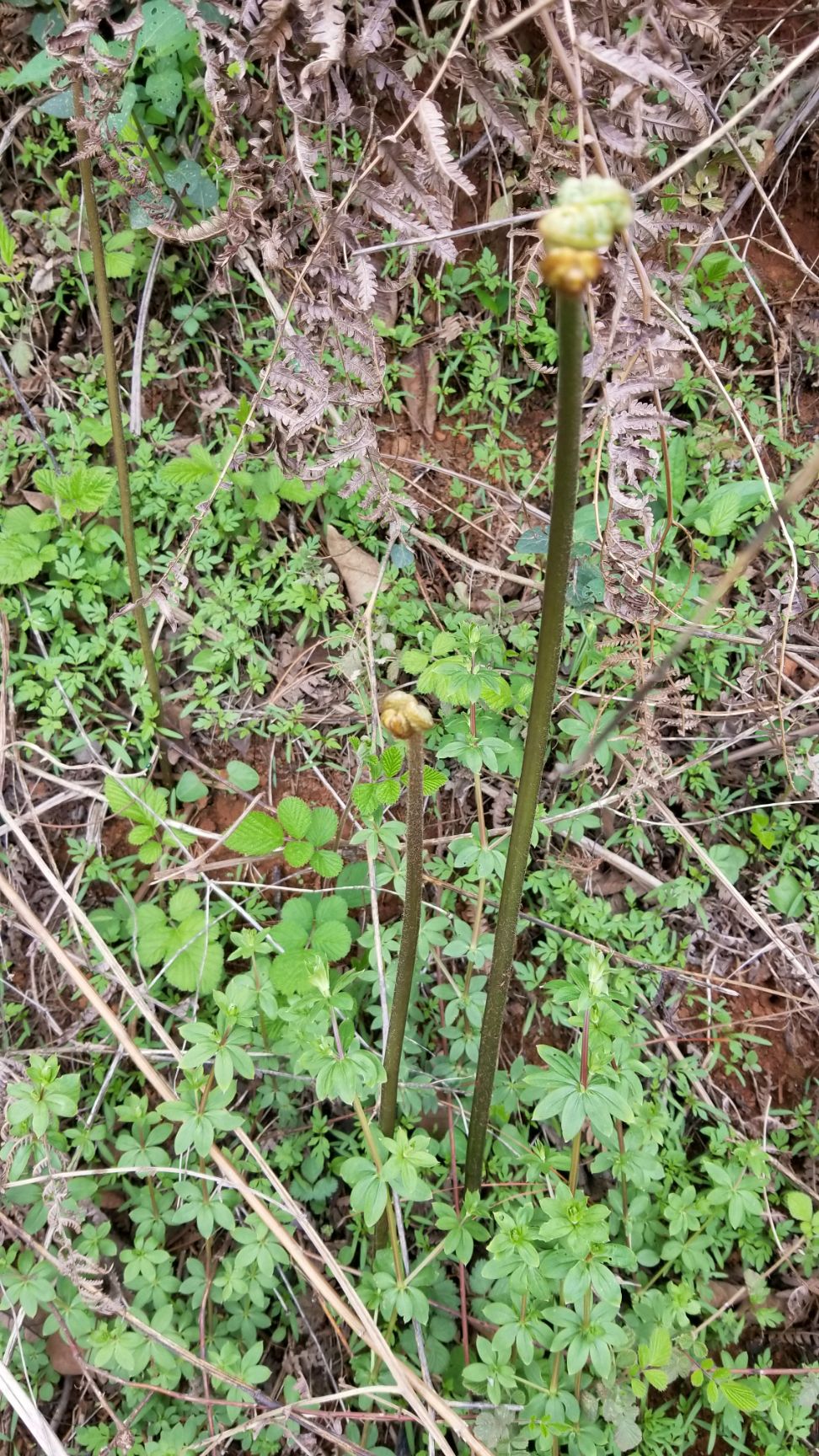  野生新鲜蕨菜  野蕨菜