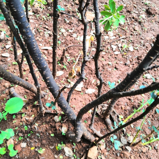 金雀花种子 金雀花带跟280元每颗