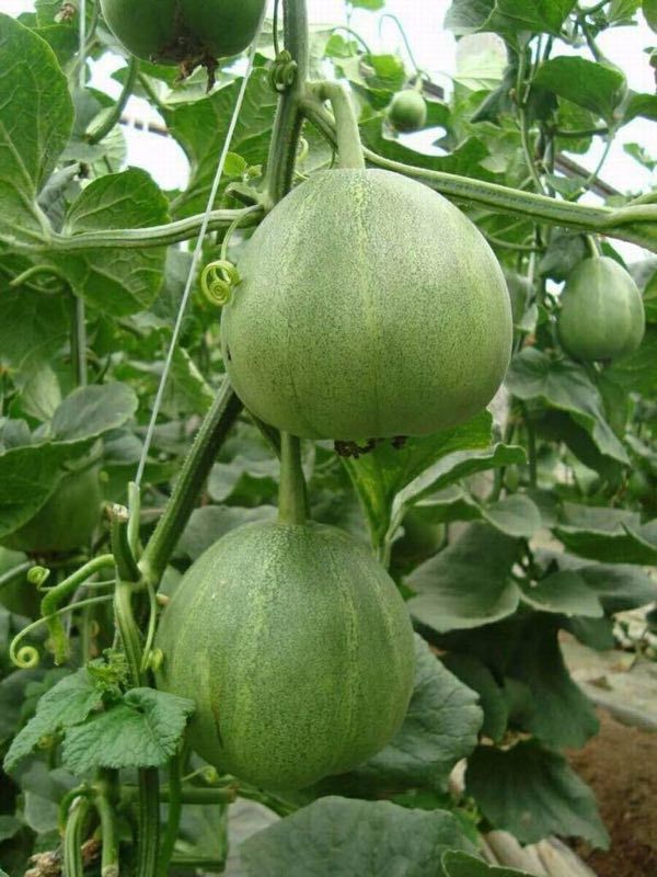 绿宝石甜瓜  绿宝石瓜产地直销，口感脆甜，农户一手货源