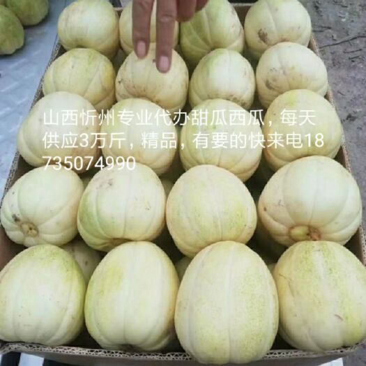 忻州甜宝 0.5斤以上