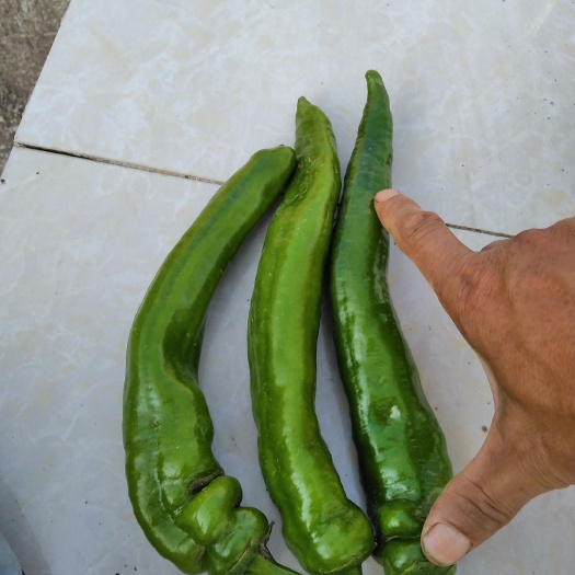 安顺 黄皮大辣椒黄瓜大葱大量上市