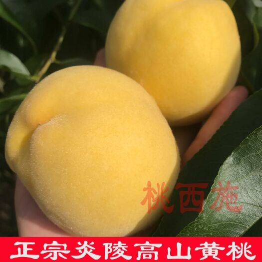 炎陵县炎陵黄桃 60mm以上 4两以上