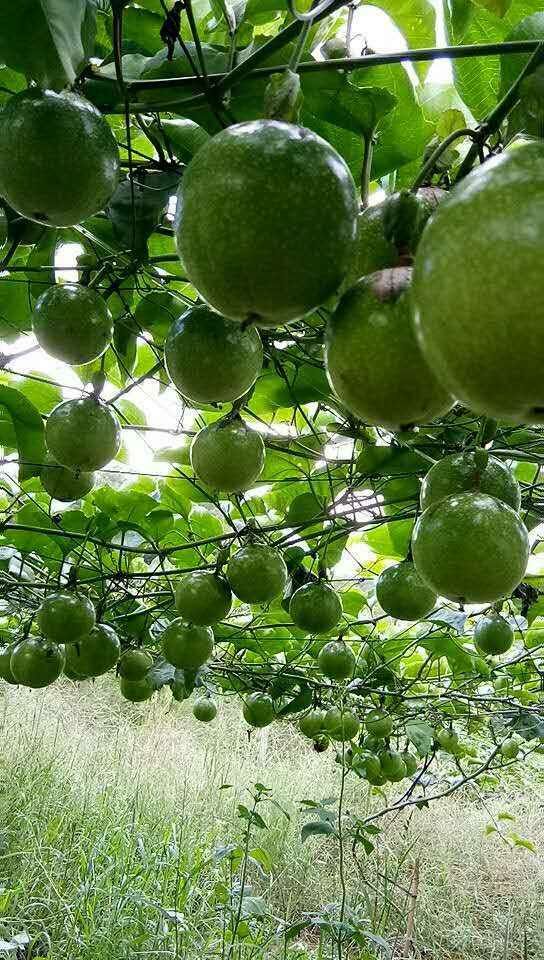  百香果，紫红色百香果