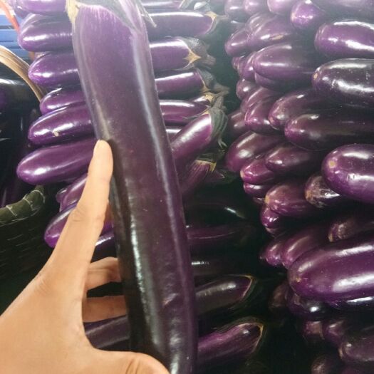博爱县紫长茄  质量好，价格低，适合走市场，加工厂，需要的老板联系