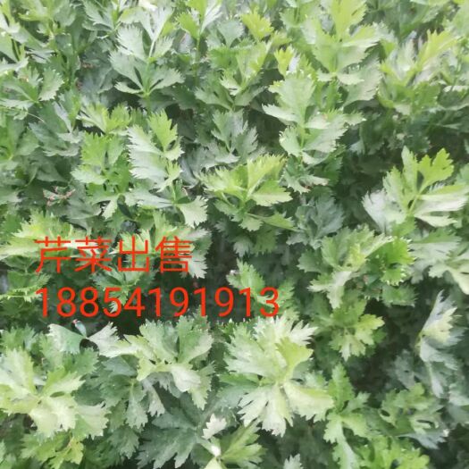 济南蔬菜大棚 大棚芹菜  欢迎来收购价格低