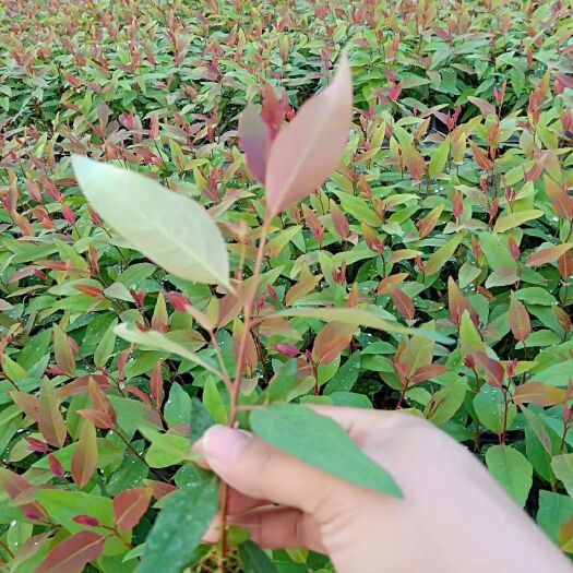 耒阳市湘桉2号桉树苗 耐寒 量大免费包送专车直达