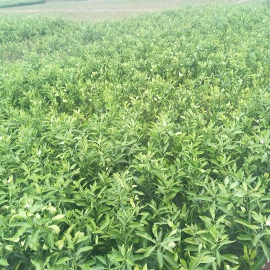 简阳市不知火苗 嫁接苗 0.2米以下