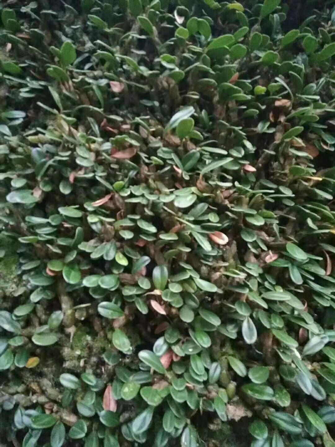 石橄榄 石仙桃，天然养生。