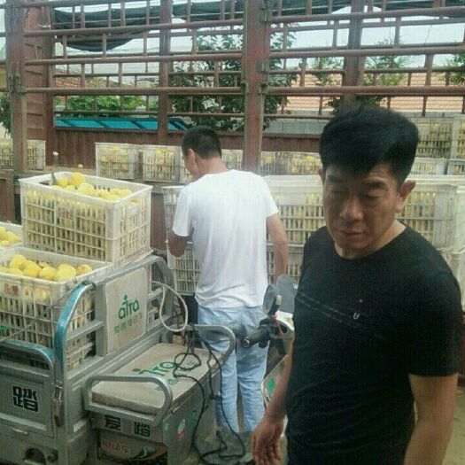 日照 万亩黄桃八三，黄金冠，甜黄金，金皇后