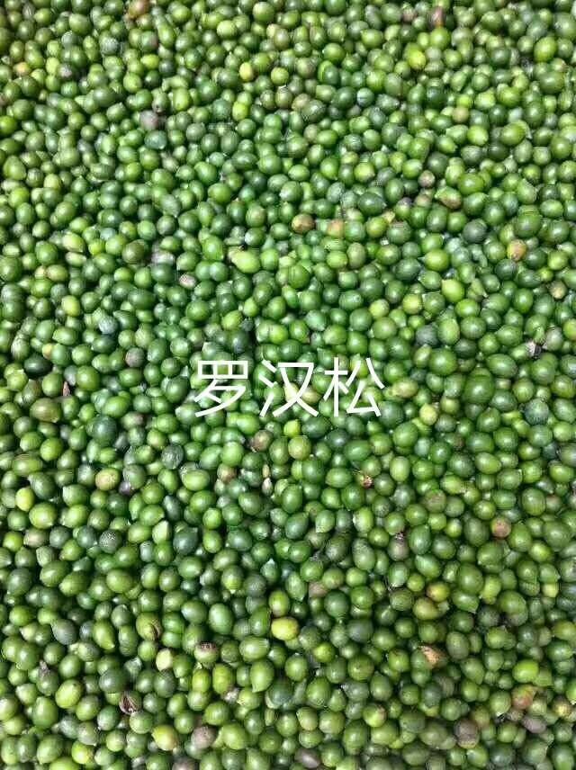 九江 罗汉松种子