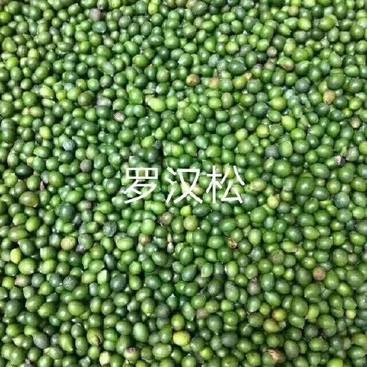 当年新采罗汉松种子雀舌罗汉松种子小叶罗汉松家庭阳台盆栽育苗