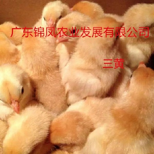 高州市 三黄鸡苗